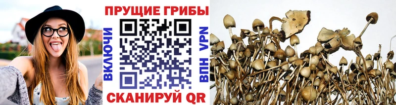 мега   Сыктывкар  Псилоцибиновые грибы GOLDEN TEACHER 